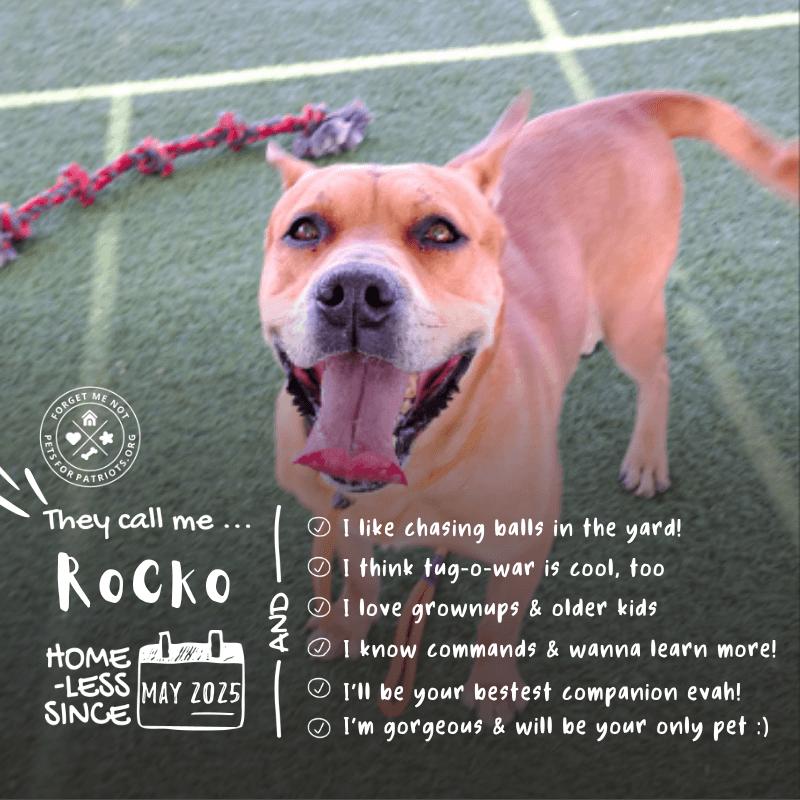 Rocko- In Foster!, Adoptable, Senior Male Mixed Breed.