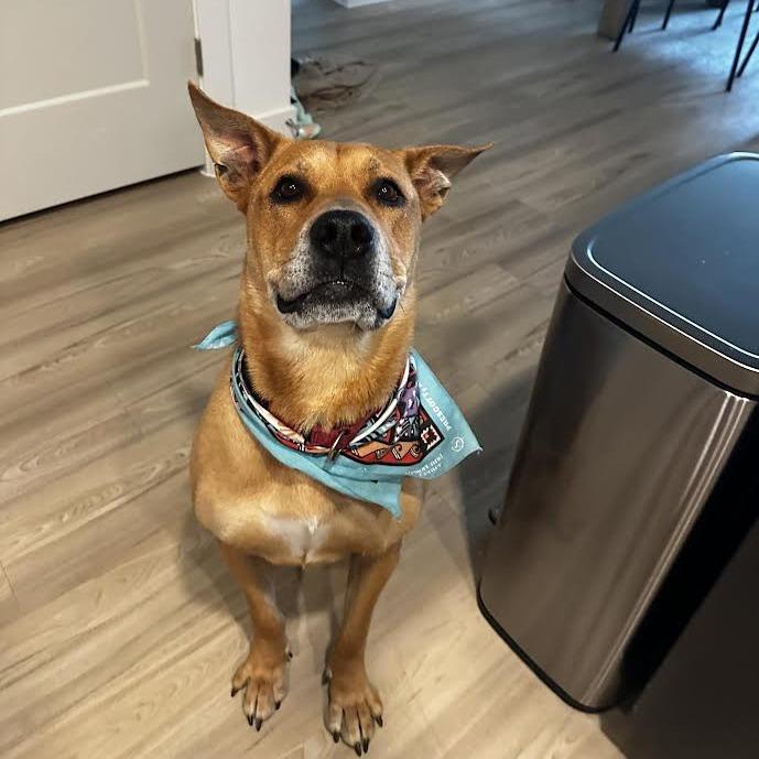 Enlarge Rocko- In Foster!, a Adoptable Mixed Breed in Flagstaff, AZ image 4/6