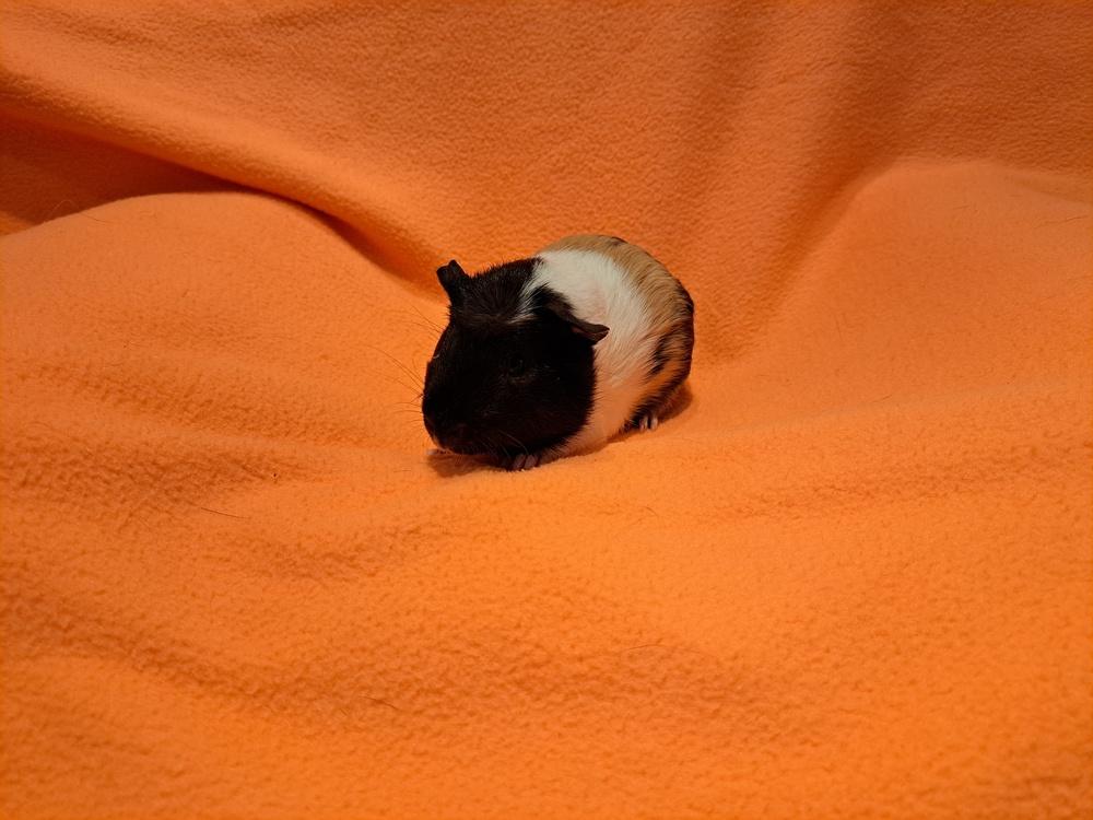 Splish and Splash, a Adoptable mixed breed in South Bend, IN image 1/5