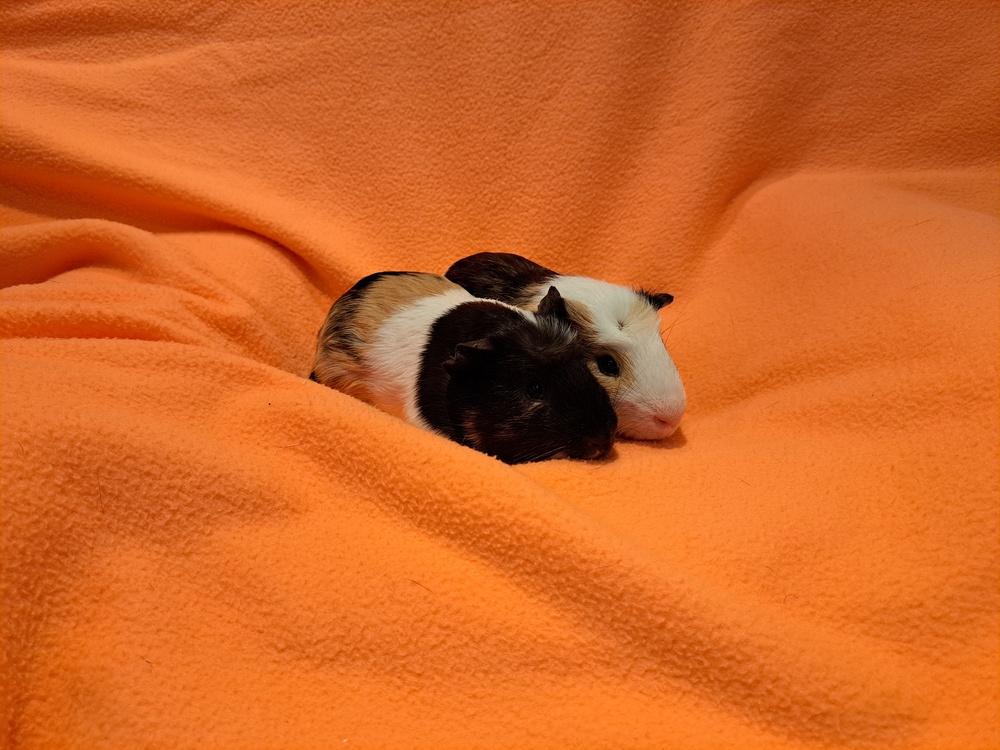 Splish and Splash, a Adoptable mixed breed in South Bend, IN image 2/5