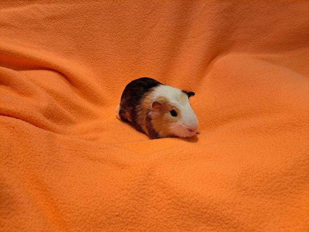 Splish and Splash, a Adoptable mixed breed in South Bend, IN image 3/5