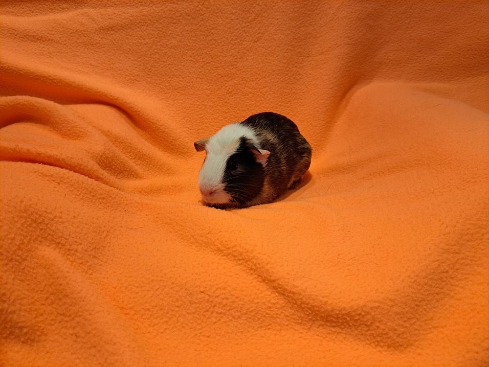 Splish and Splash, a Adoptable mixed breed in South Bend, IN image 4/5