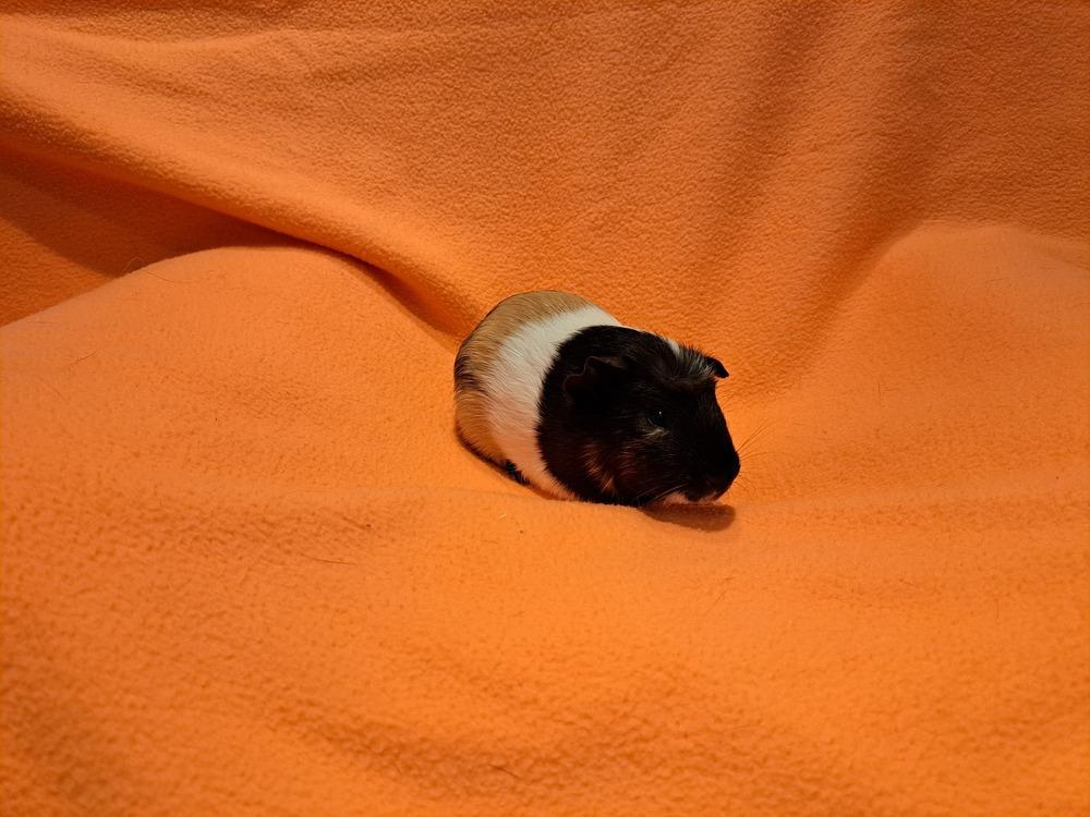Splish and Splash, a Adoptable mixed breed in South Bend, IN image 5/5