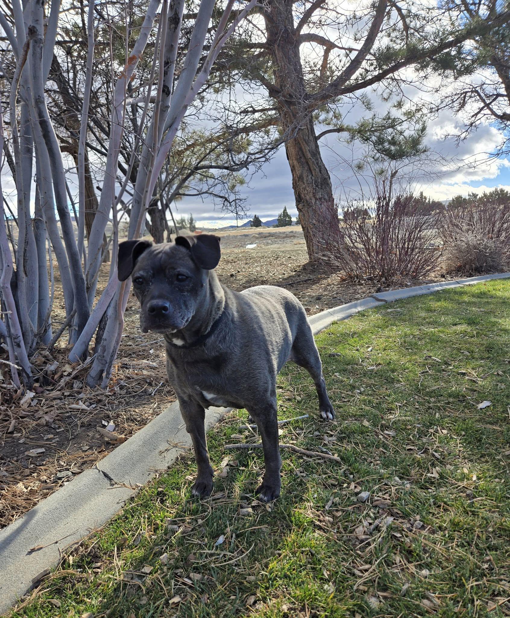 Enlarge Puddin, a ADOPTABLE Patterdale Terrier / Fell Terrier in Gardnerville, NV image 1/1