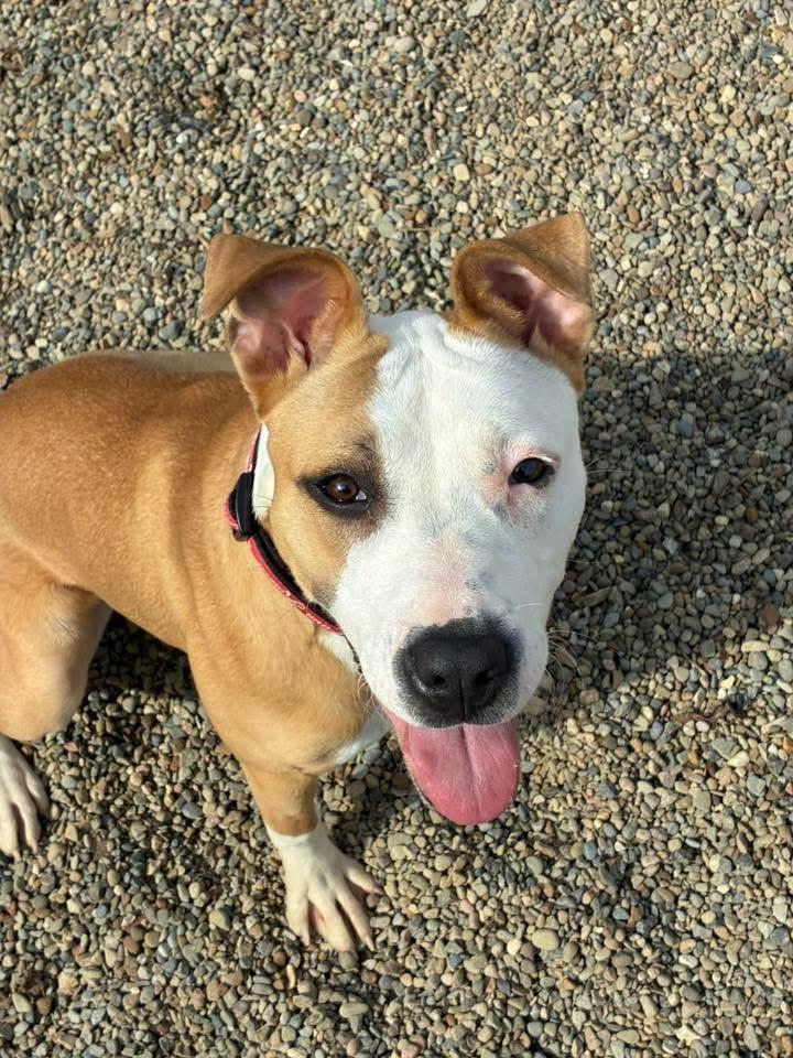 Millie AVAILABLE , ADOPTABLE, Young Female Pit Bull Terrier.