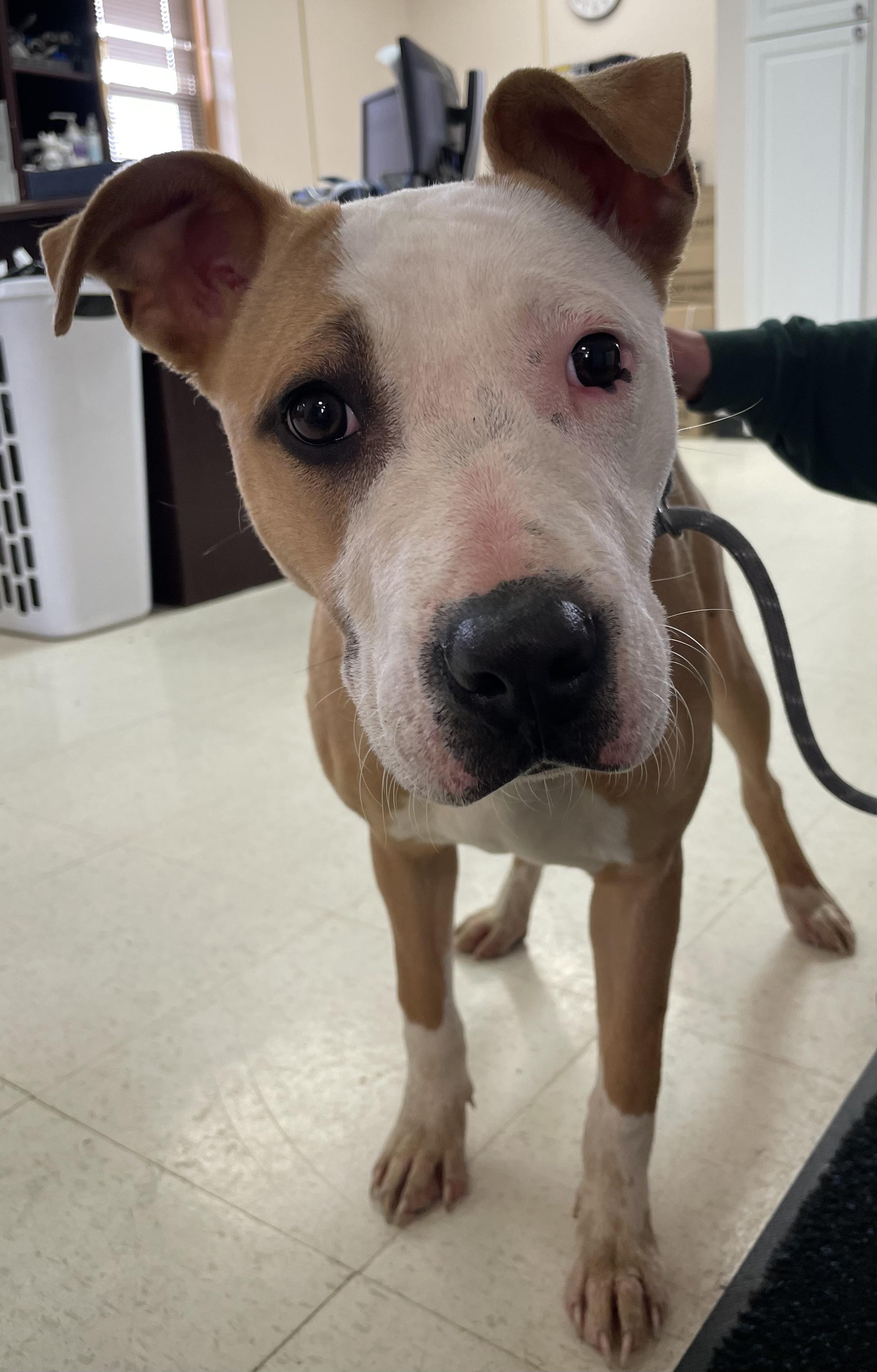 Millie AVAILABLE , ADOPTABLE, Young Female Pit Bull Terrier.