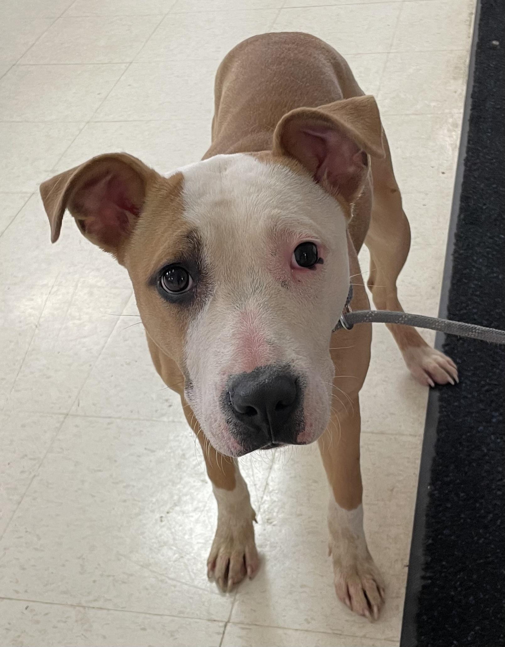 Enlarge Millie AVAILABLE , a ADOPTABLE Pit Bull Terrier in Canton, OH image 3/4