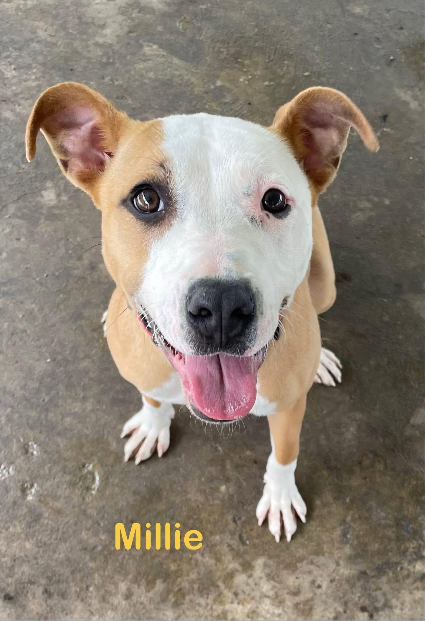 Millie AVAILABLE , a ADOPTABLE Pit Bull Terrier in Canton, OH image 1/6