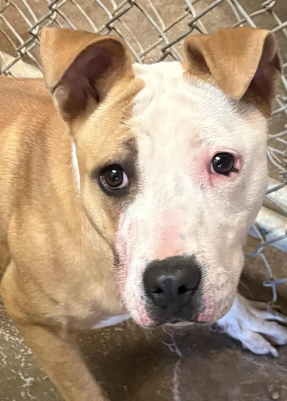 Enlarge Millie AVAILABLE , a ADOPTABLE Pit Bull Terrier in Canton, OH image 4/4