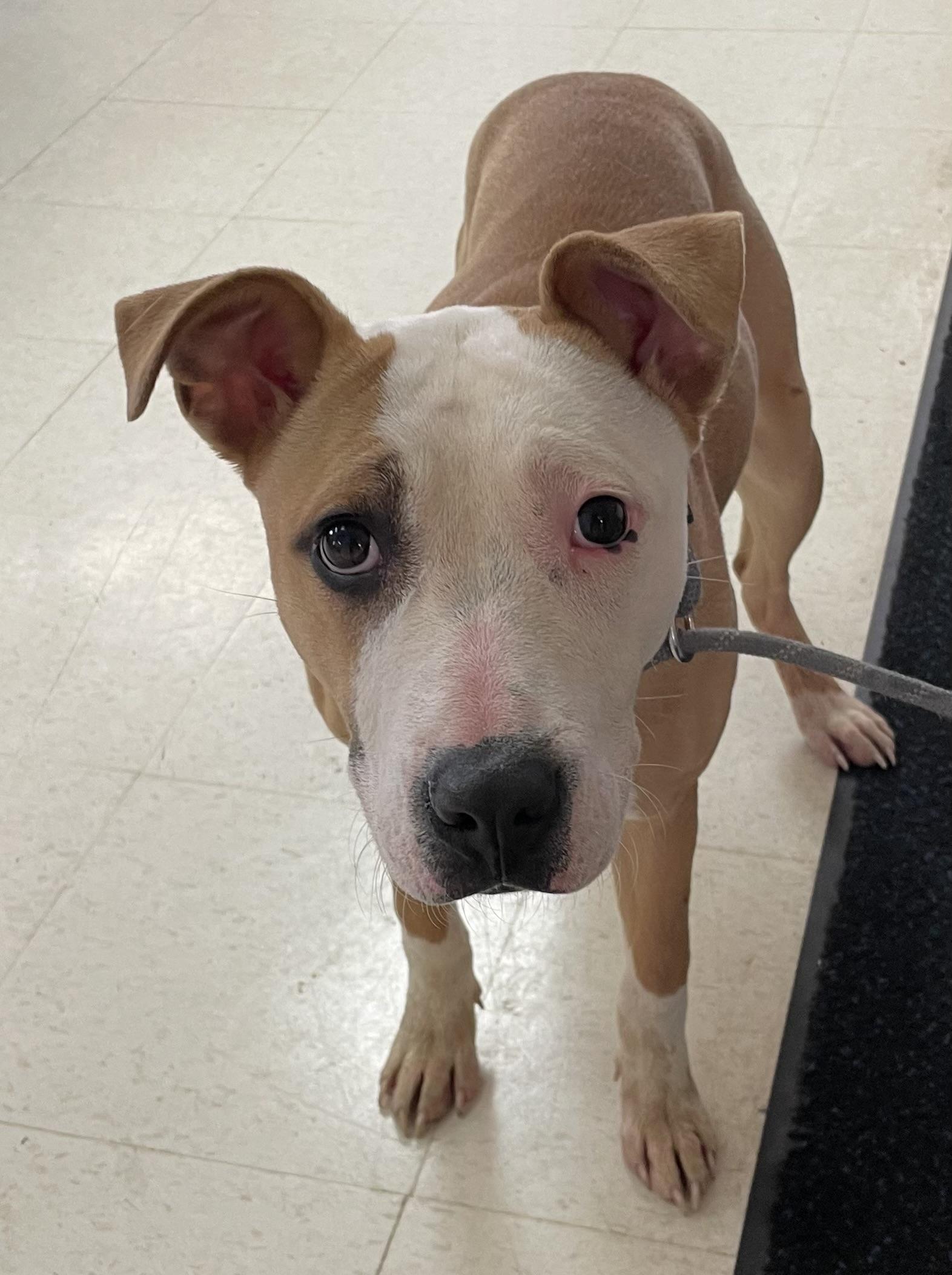 Enlarge Millie AVAILABLE , a ADOPTABLE Pit Bull Terrier in Canton, OH image 2/4