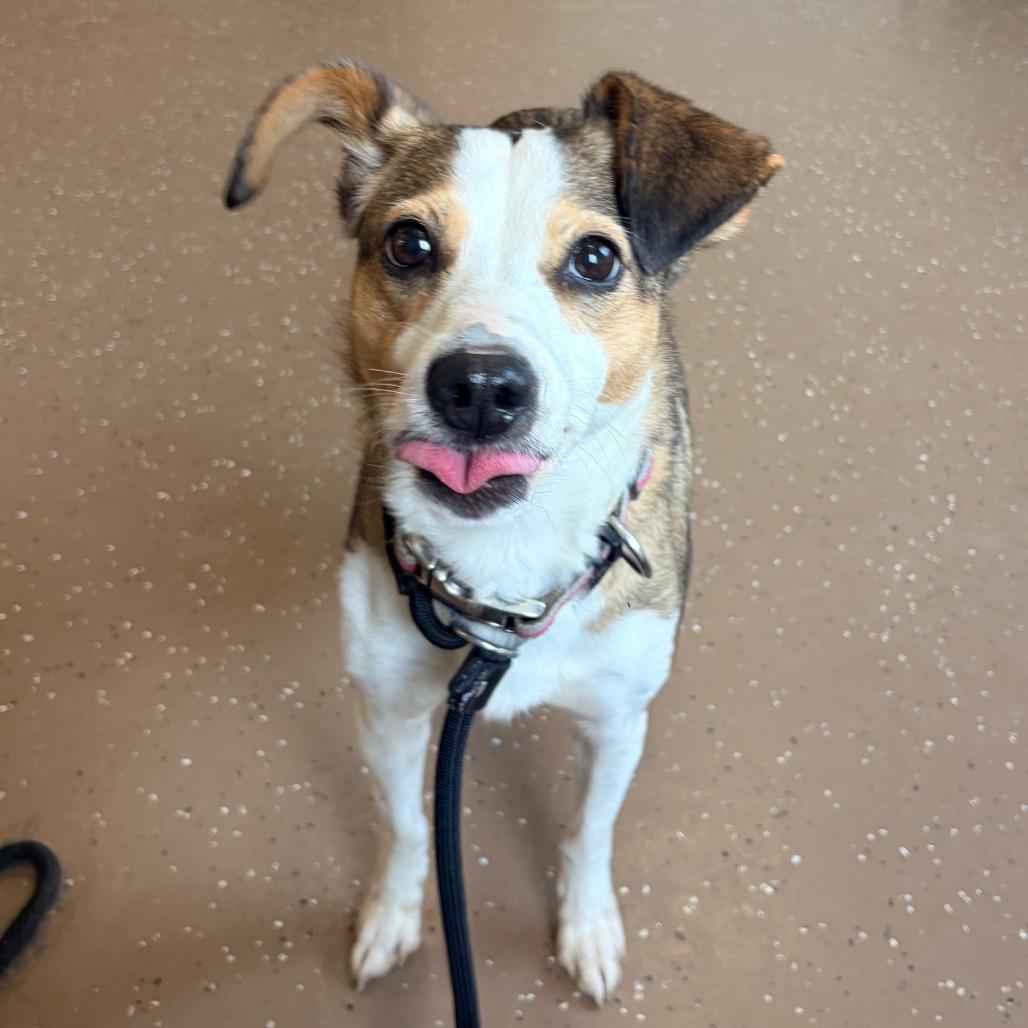 Enlarge Mitzy, a Adoptable mixed breed in Belleville, IL image 1/4