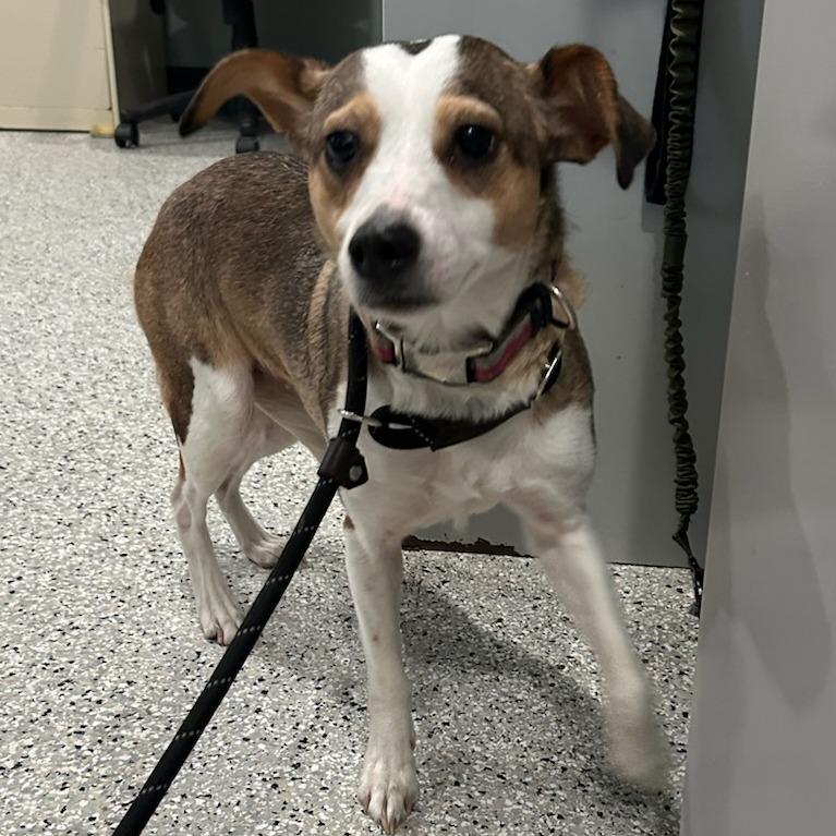 Enlarge Mitzy, a Adoptable mixed breed in Belleville, IL image 2/4