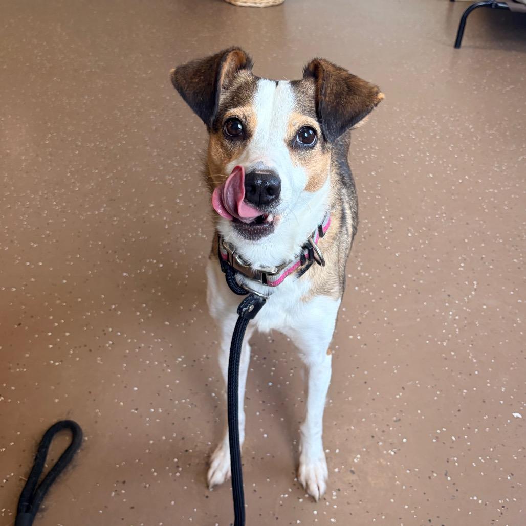 Enlarge Mitzy, a Adoptable mixed breed in Belleville, IL image 3/4