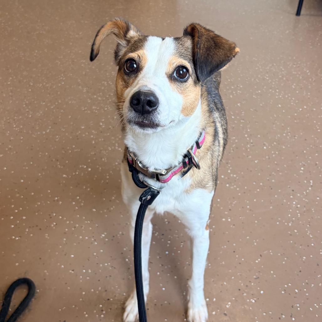 Enlarge Mitzy, a Adoptable mixed breed in Belleville, IL image 4/4