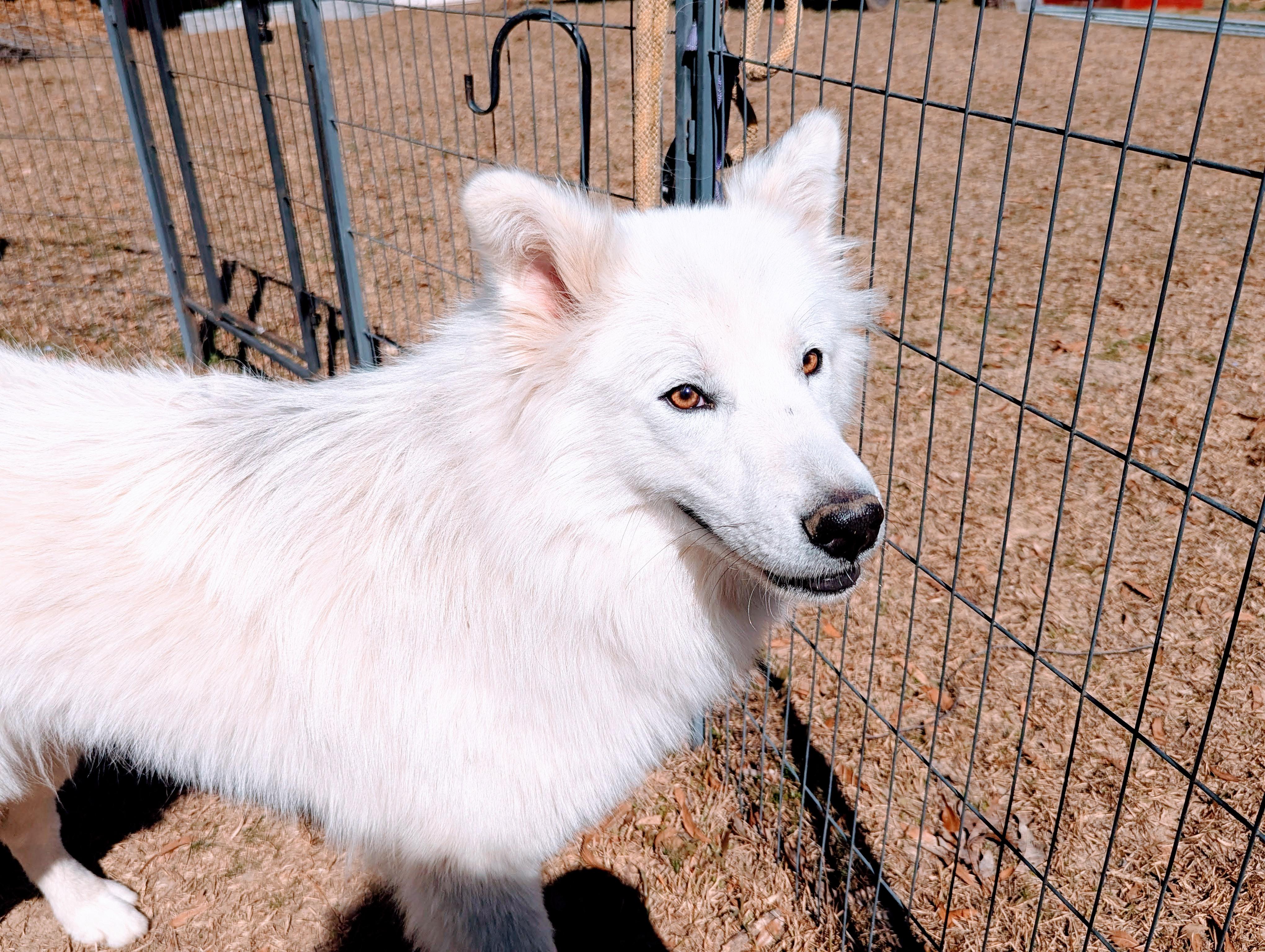 LEVI BROOKS, Adult Male Siberian Husky