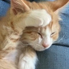 Buster, Adoptable, Kitten Male Domestic Short Hair.