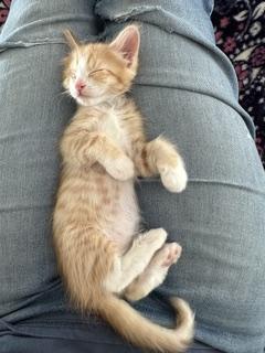 Buster, a Adoptable Domestic Short Hair in Gardnerville, NV image 3/3