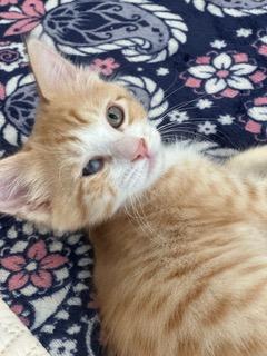 Buster, a Adoptable Domestic Short Hair in Gardnerville, NV image 2/3