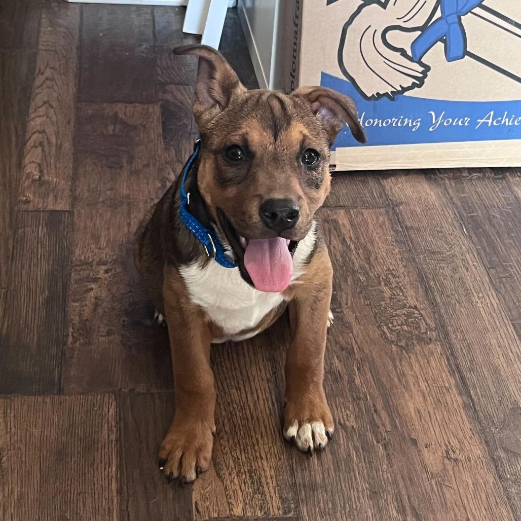 Pumbaa, Adoptable, Puppy Male Mixed Breed.