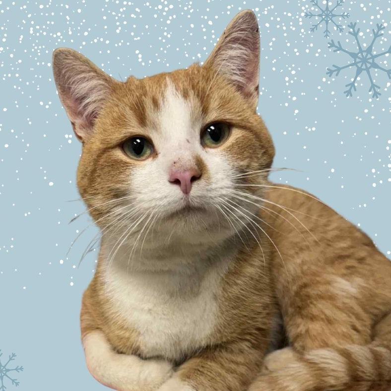 Snow Globe (Holland Cat Cove), a Adoptable Domestic Short Hair in West Olive, MI image 1/2