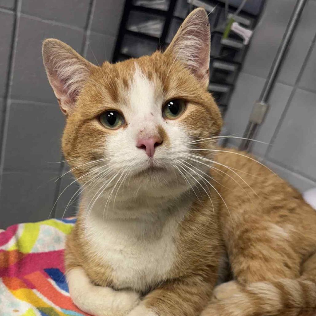 Snow Globe (Holland Cat Cove), a Adoptable Domestic Short Hair in West Olive, MI image 2/2