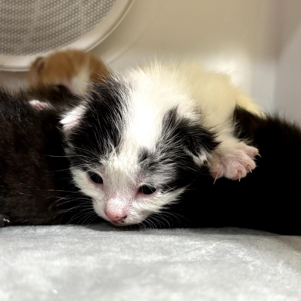 Enlarge Harper Lee, a Adoptable Domestic Medium Hair in Katy, TX image 2/3