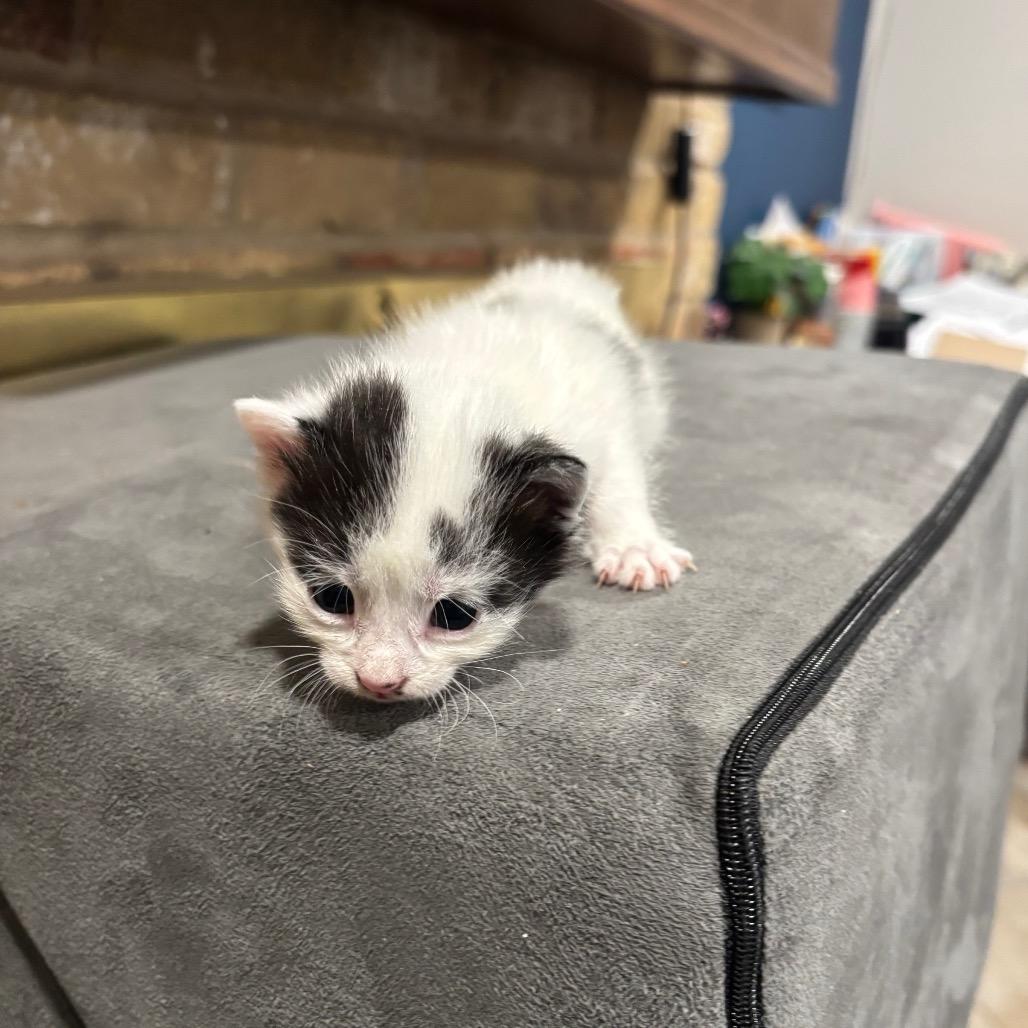 Enlarge Harper Lee, a Adoptable Domestic Medium Hair in Katy, TX image 1/3