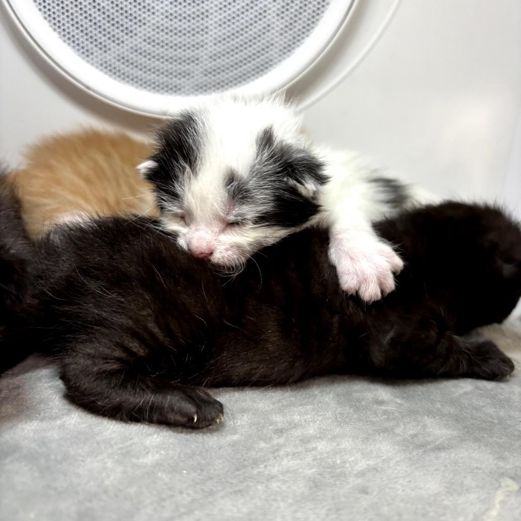 Enlarge Harper Lee, a Adoptable Domestic Medium Hair in Katy, TX image 3/3