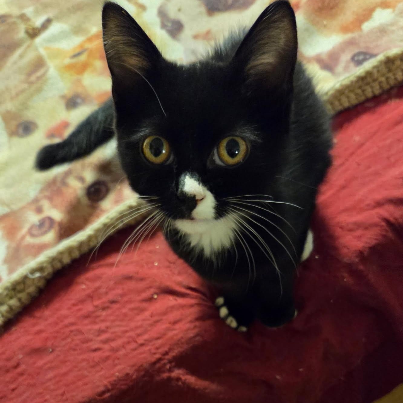 Oreo, an adoptable Domestic Medium Hair in Topsham, ME, 04086 | Photo Image 1