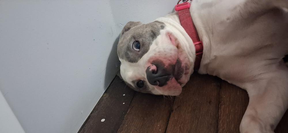 Miss daisy, Adoptable, Young Female Pit Bull Terrier.