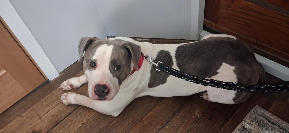 Enlarge Miss daisy, a Adoptable Pit Bull Terrier in Mauston, WI image 2/3