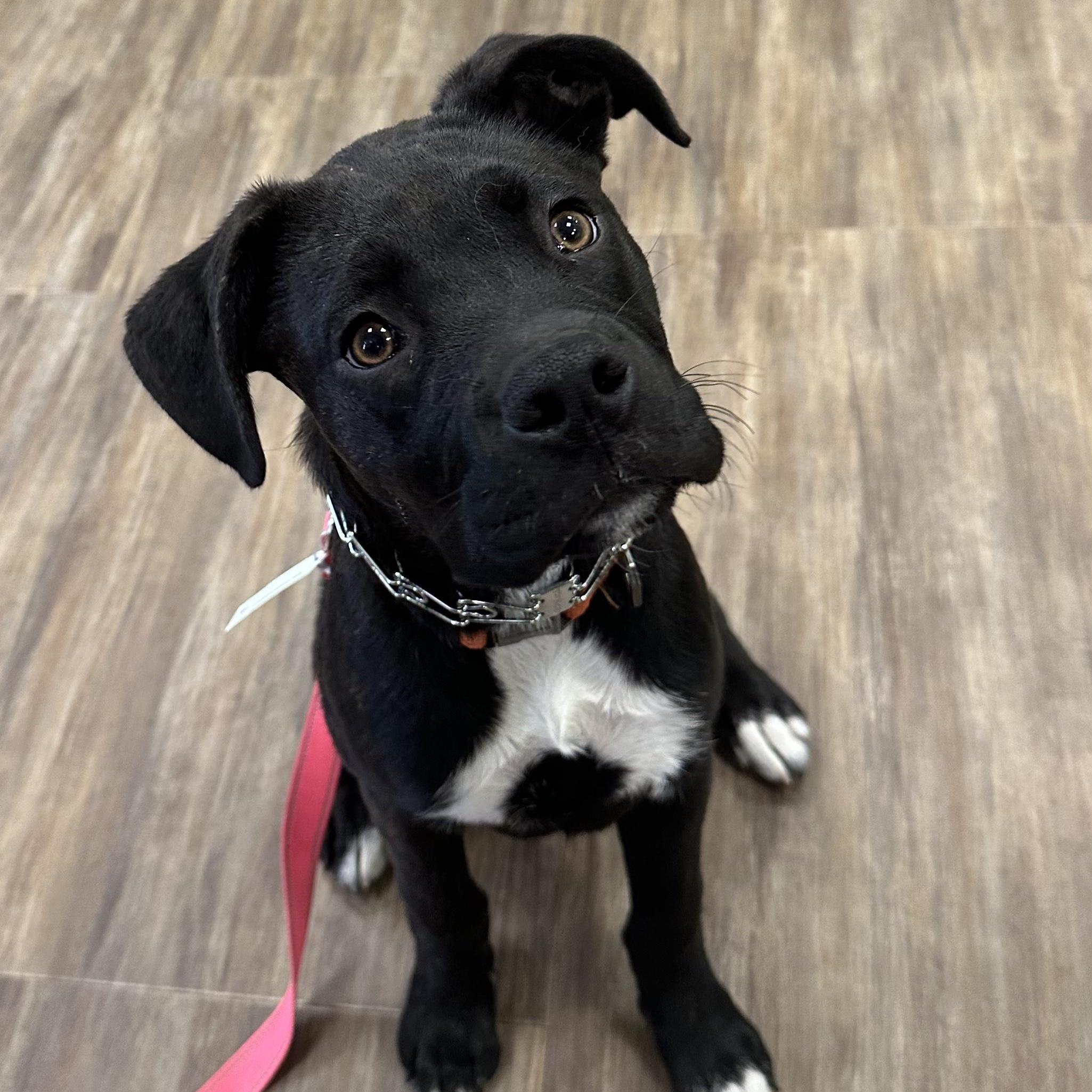 Macaroon, Adoptable, Puppy Female Boxer & Pit Bull Terrier.