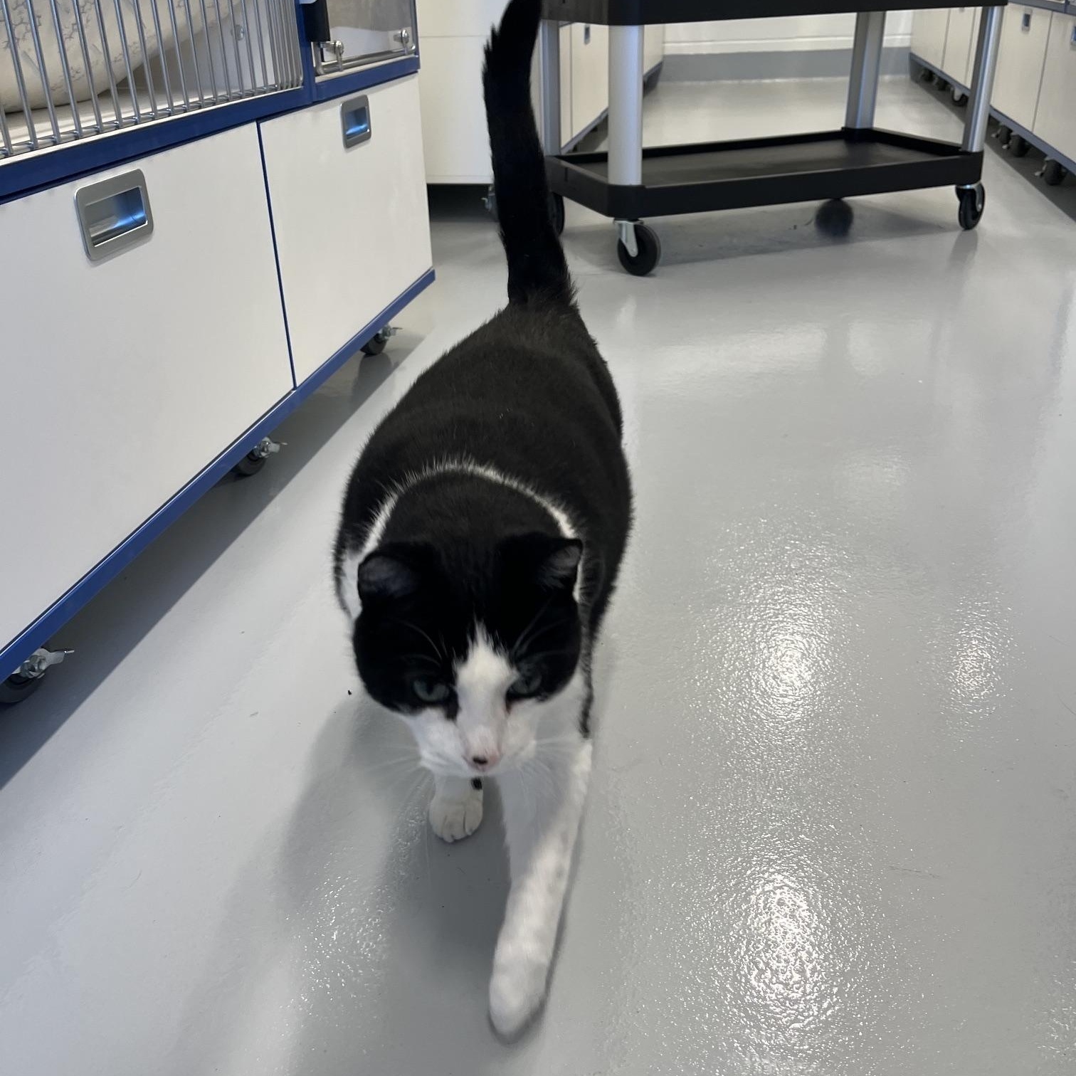 Enlarge Frank, an adopted Domestic Short Hair in St Thomas, ON image 1/6
