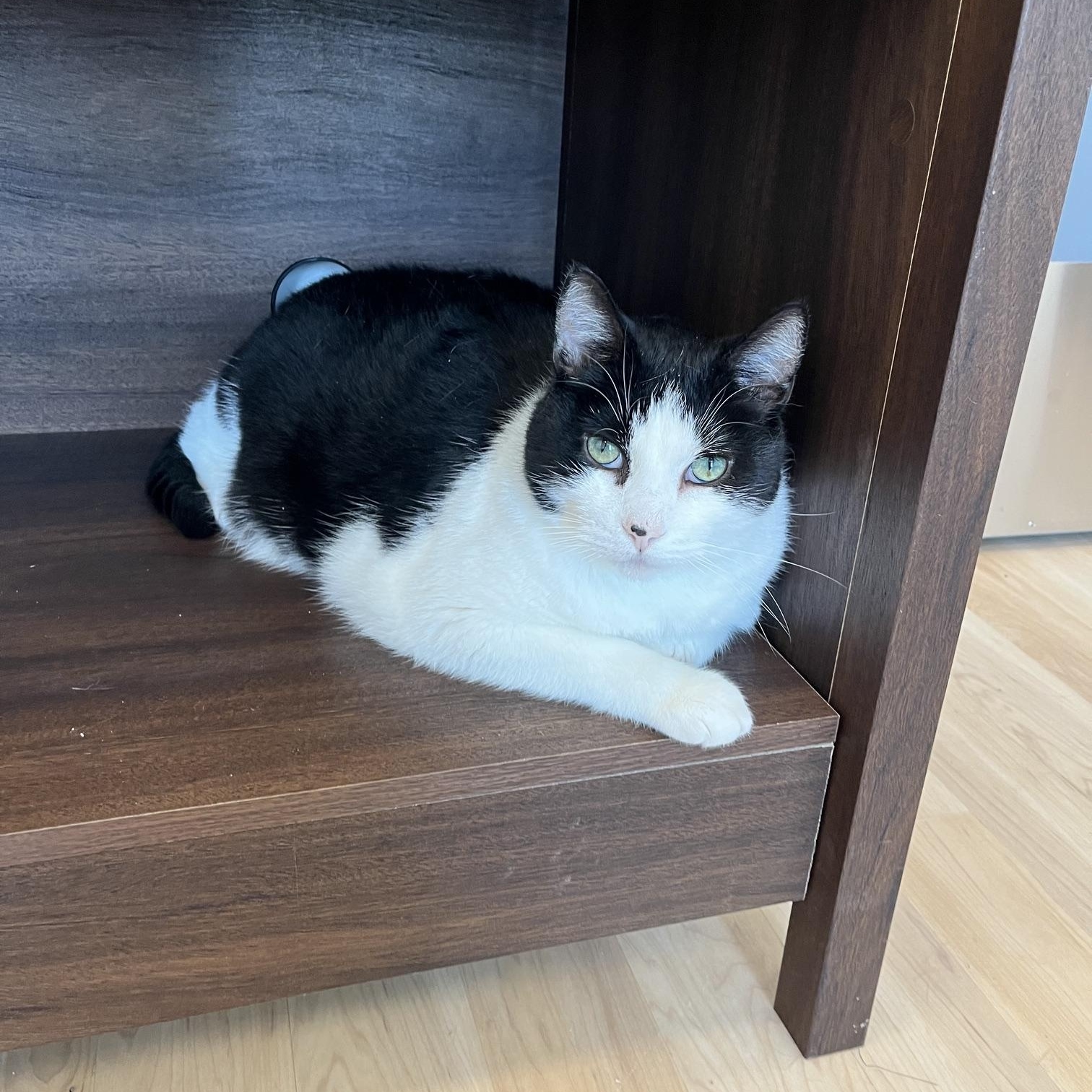 Enlarge Frank, an adopted Domestic Short Hair in St Thomas, ON image 5/6