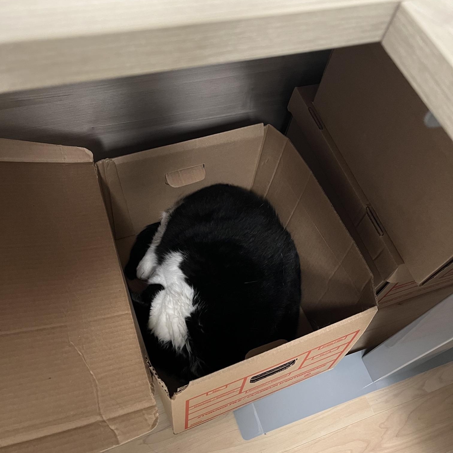 Enlarge Frank, an adopted Domestic Short Hair in St Thomas, ON image 4/6