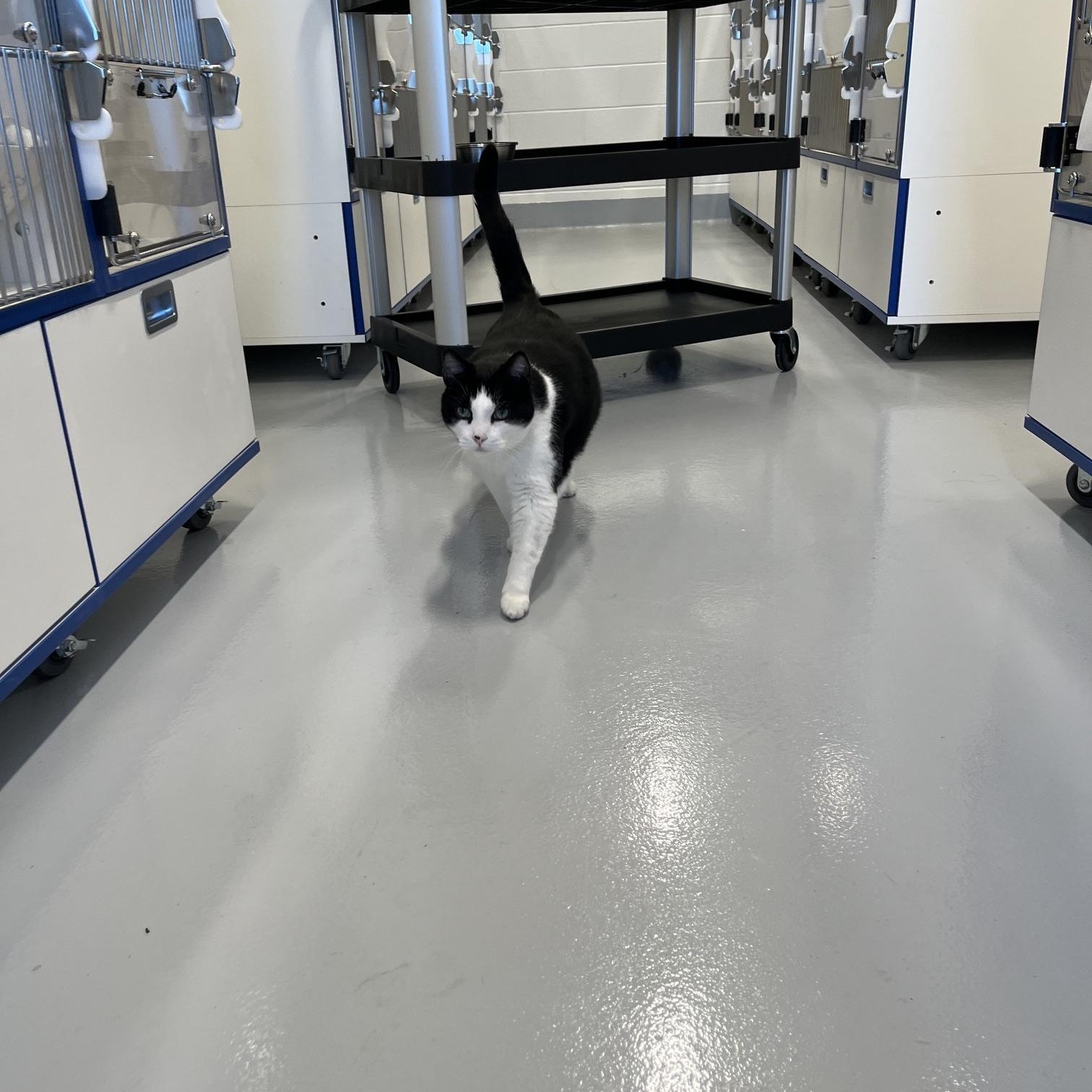 Enlarge Frank, an adopted Domestic Short Hair in St Thomas, ON image 3/6