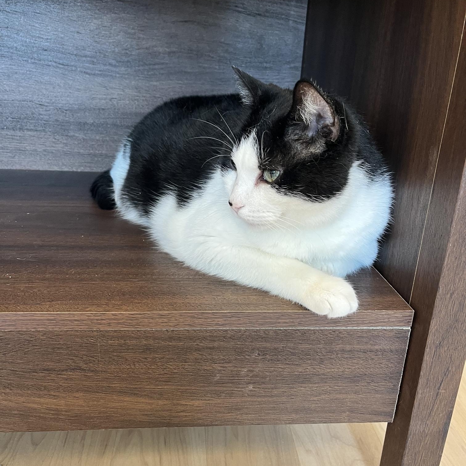 Enlarge Frank, an adopted Domestic Short Hair in St Thomas, ON image 6/6