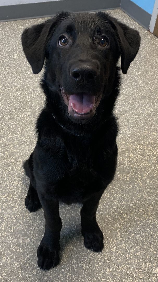 Louis, an adopted Labrador Retriever Mix in Normal, IL_image-1