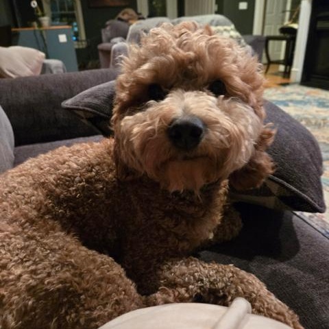 Enlarge Finn-Adoption Pending, a Adopted mixed breed in Sudbury, MA image 2/4