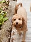 Enlarge Finn-Adoption Pending, a Adopted mixed breed in Sudbury, MA image 4/4