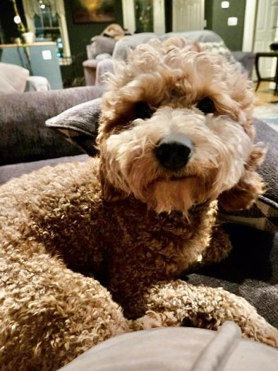 Finn-Adoption Pending, Adopted, Young Male Goldendoodle & Miniature Poodle.