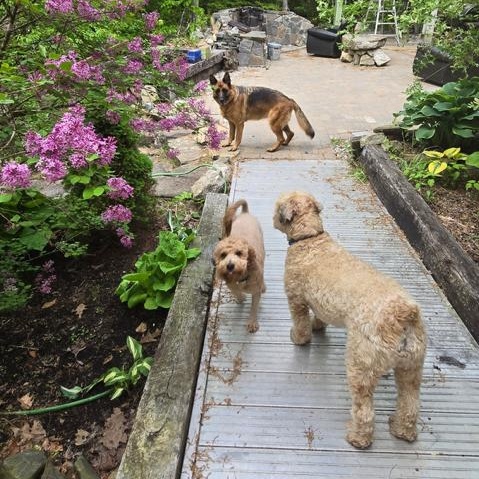 Enlarge Finn-Adoption Pending, a Adopted mixed breed in Sudbury, MA image 3/4