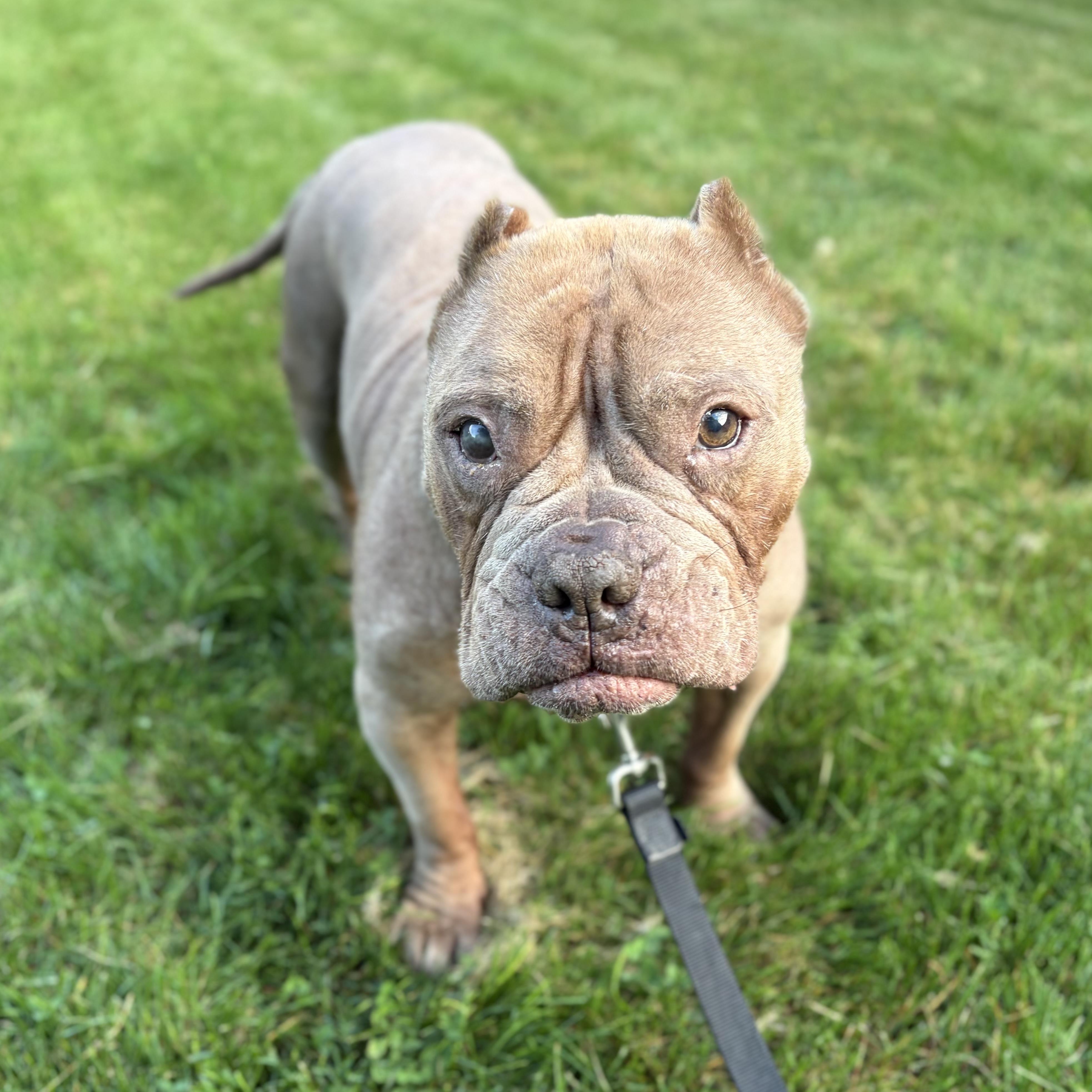 Gremlin, ADOPTABLE, Adult Male American Bully.