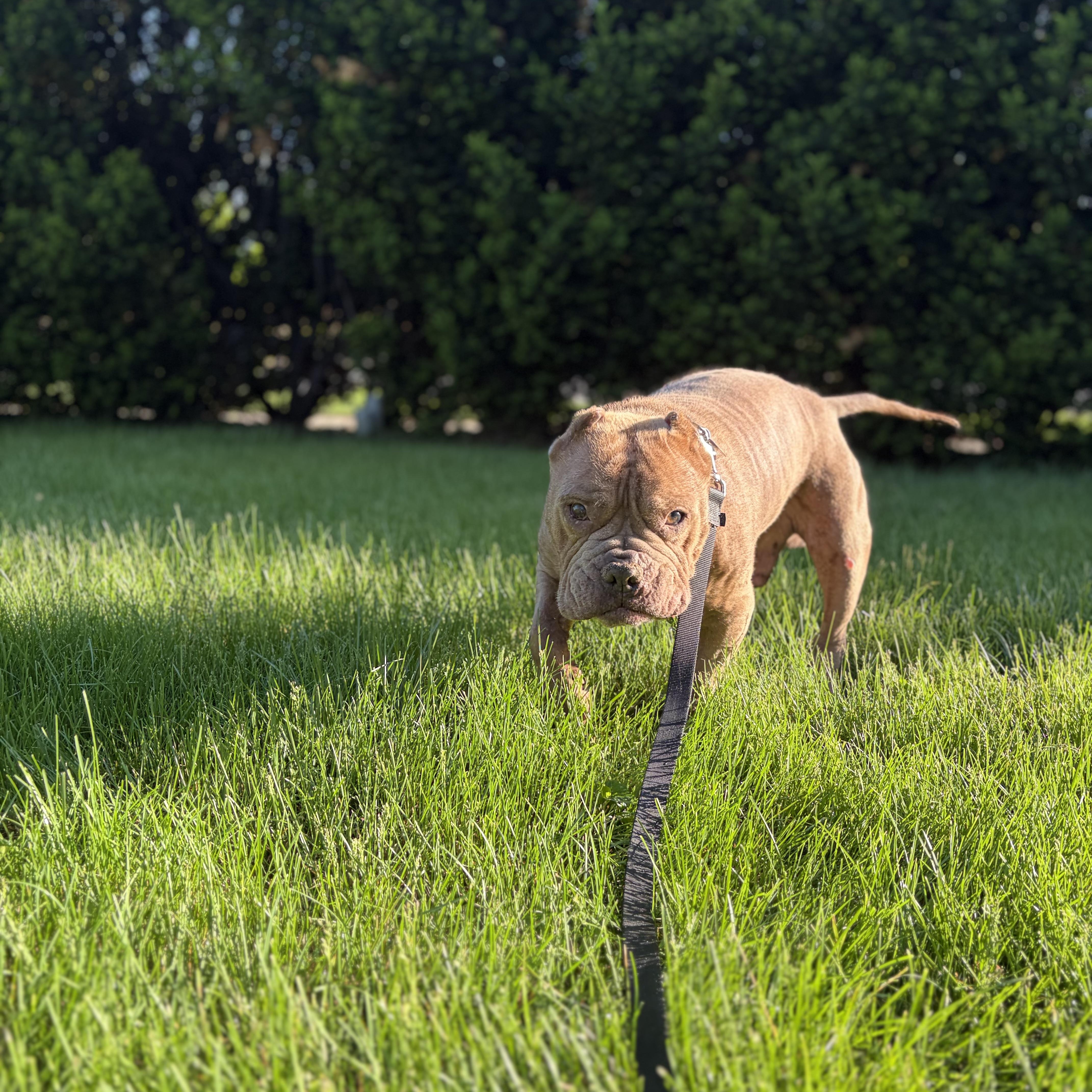 Enlarge Gremlin, a ADOPTABLE mixed breed in Elizabethtown, PA image 3/5