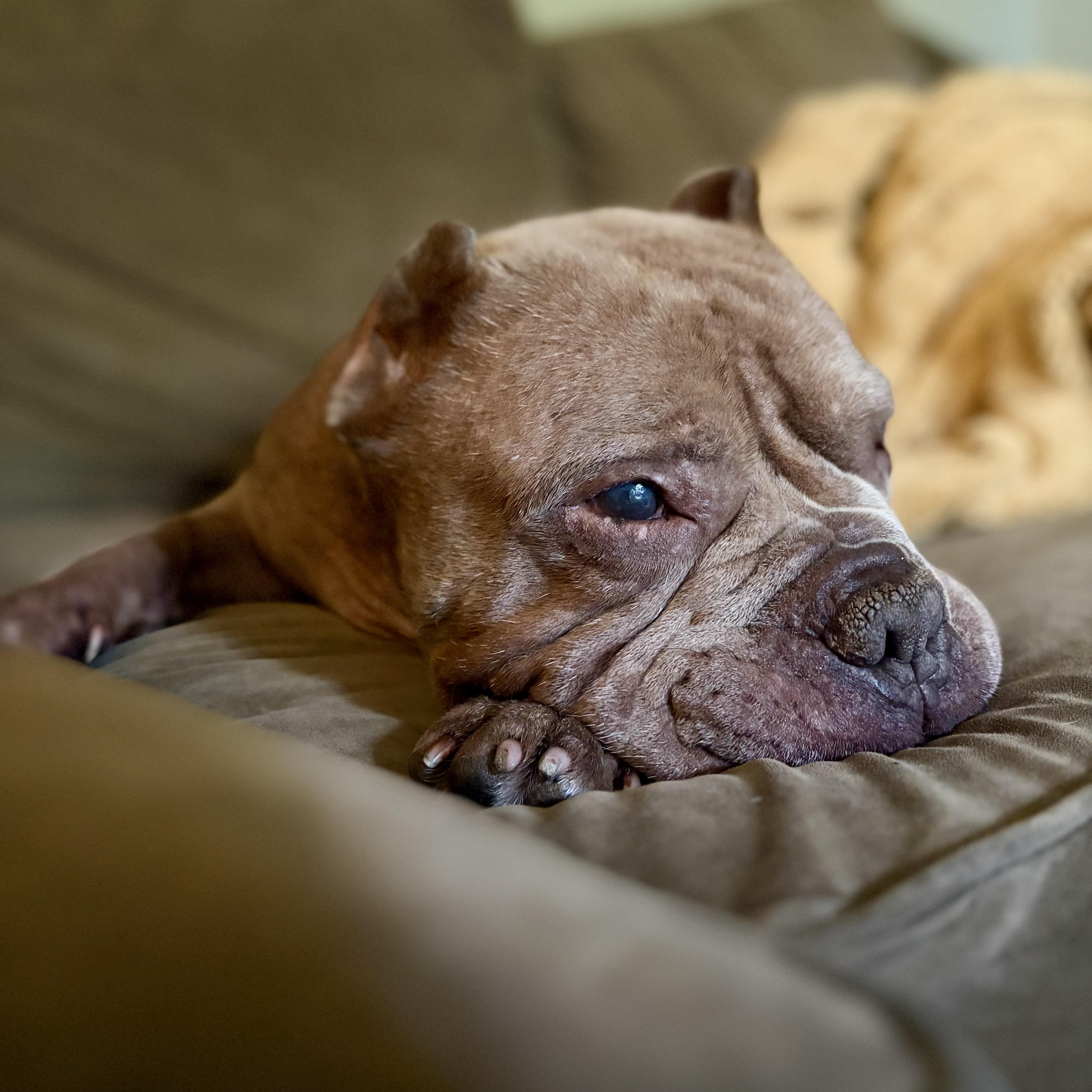 Enlarge Gremlin, a ADOPTABLE mixed breed in Elizabethtown, PA image 2/5