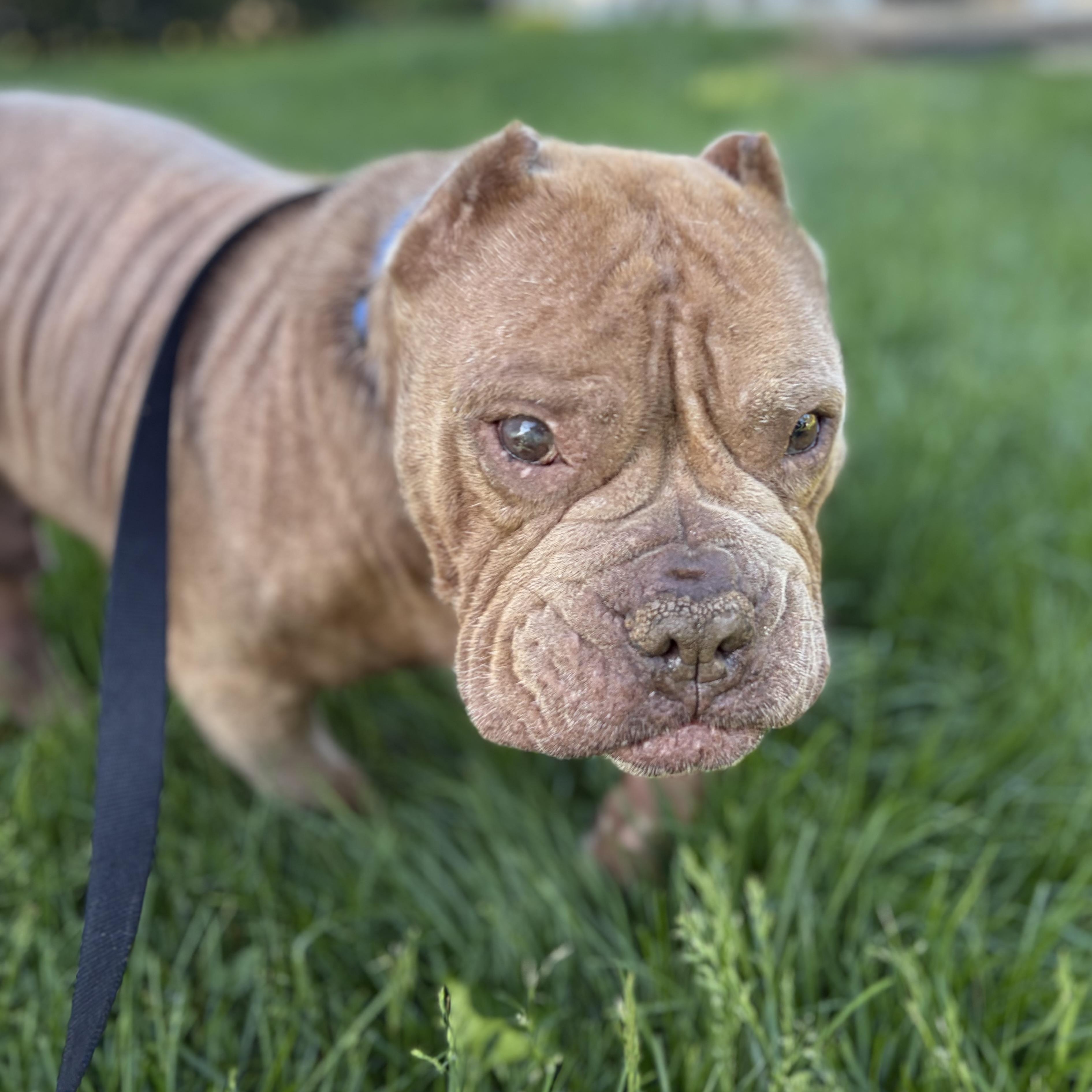 Enlarge Gremlin, a ADOPTABLE mixed breed in Elizabethtown, PA image 5/5