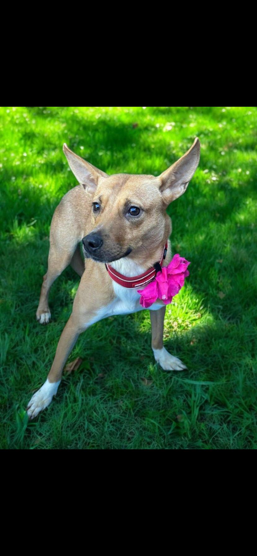 Paloma, a Adoptable mixed breed in Oceanside, CA image 1/3