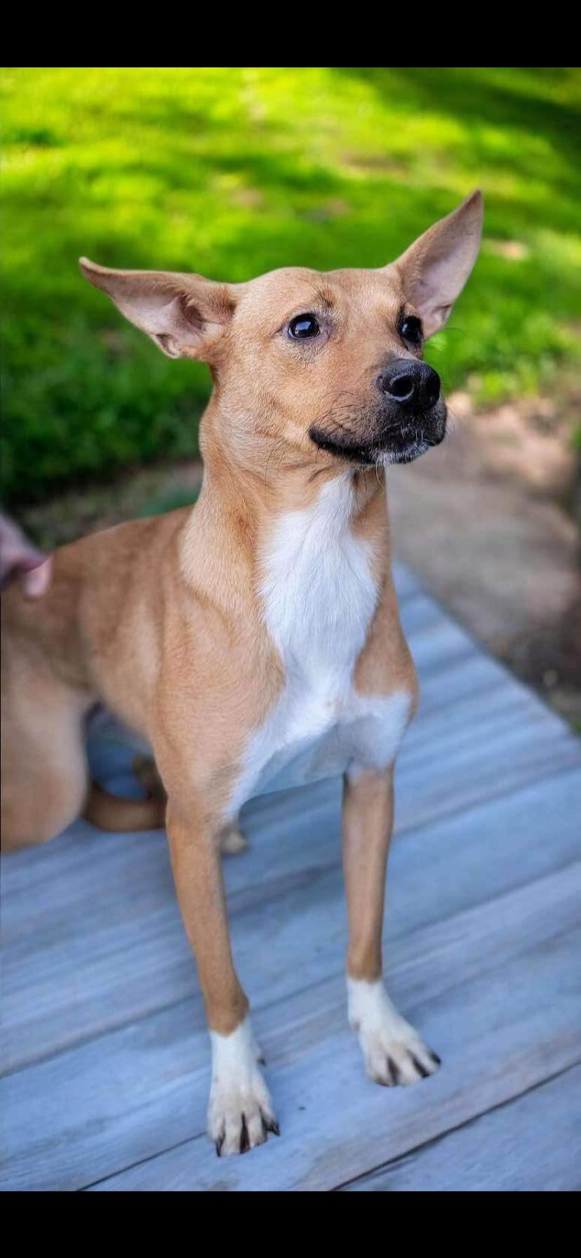 Paloma, a Adoptable mixed breed in Oceanside, CA image 2/3