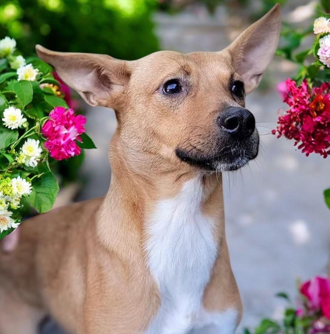 Paloma, a Adoptable mixed breed in Oceanside, CA image 3/3