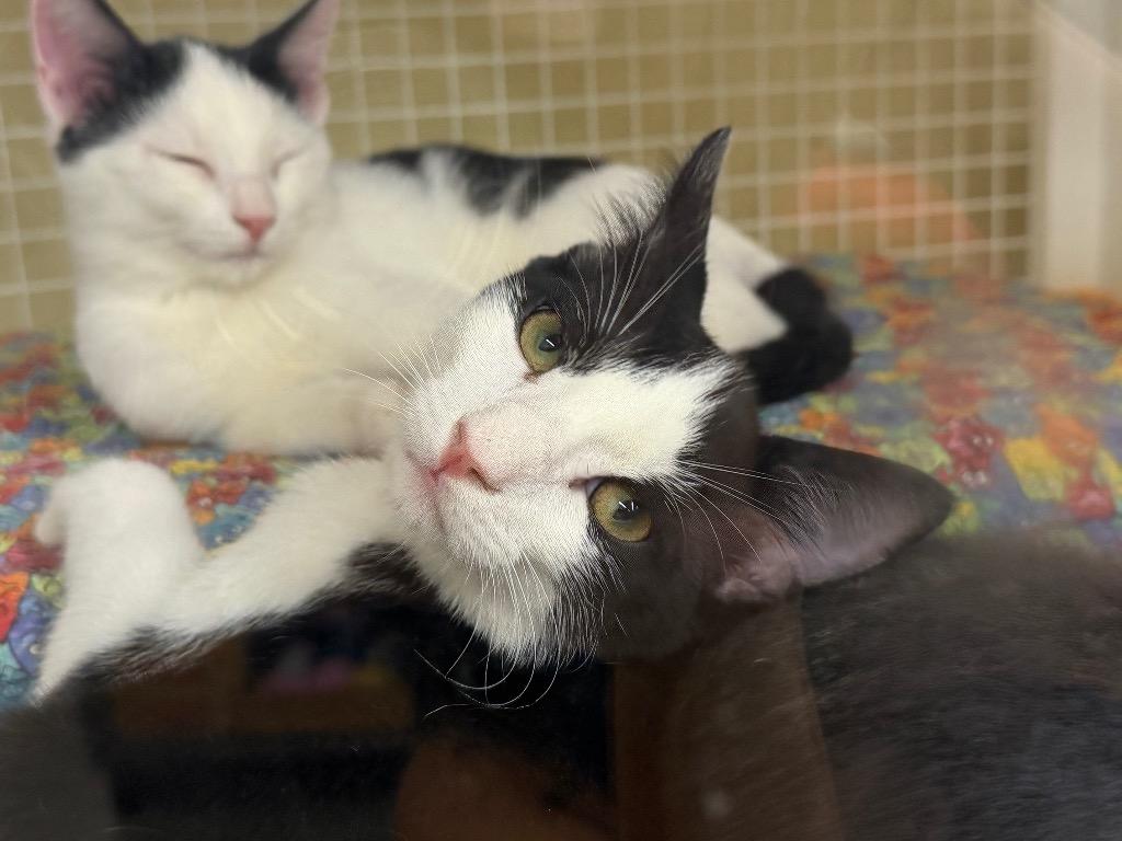 Scout, Adoptable, Kitten Male Domestic Short Hair.